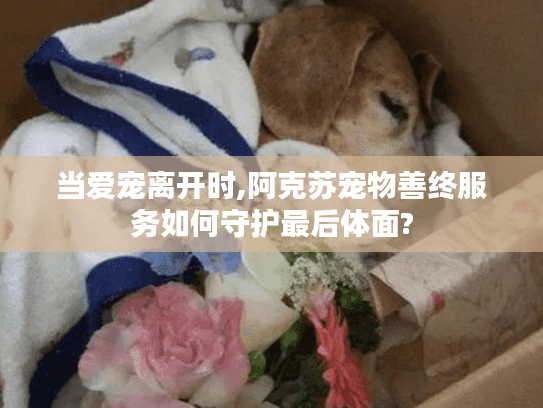 当爱宠离开时,阿克苏宠物善终服务如何守护最后体面?