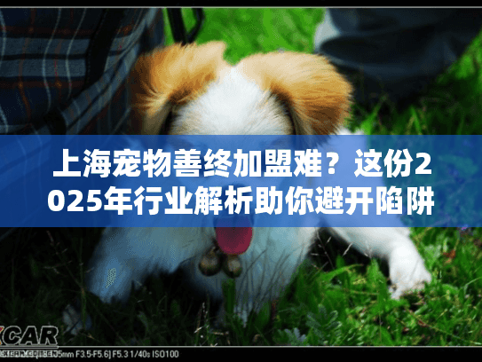 上海宠物善终加盟难？这份2025年行业解析助你避开陷阱