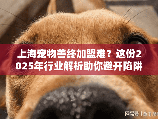 上海宠物善终加盟难？这份2025年行业解析助你避开陷阱