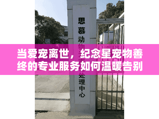 当爱宠离世，纪念星宠物善终的专业服务如何温暖告别？