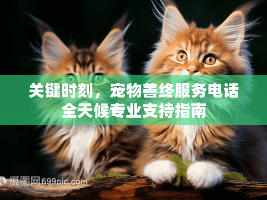 关键时刻，宠物善终服务电话全天候专业支持指南