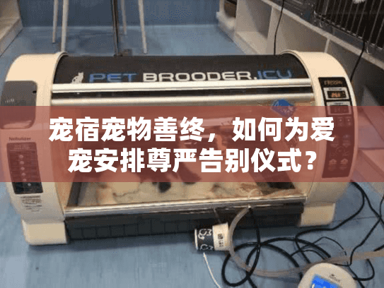 宠宿宠物善终，如何为爱宠安排尊严告别仪式？