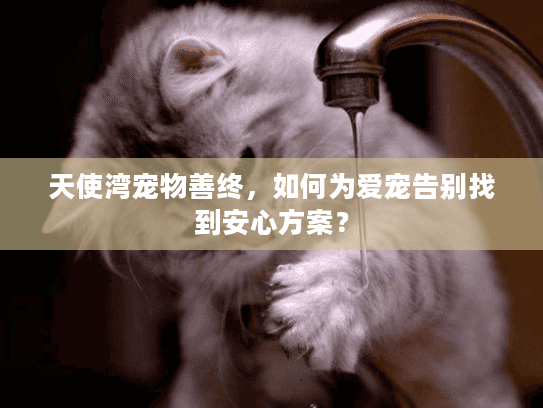 天使湾宠物善终，如何为爱宠告别找到安心方案？