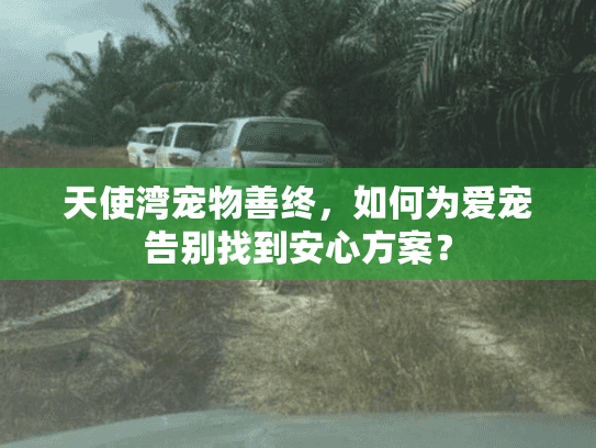 天使湾宠物善终，如何为爱宠告别找到安心方案？