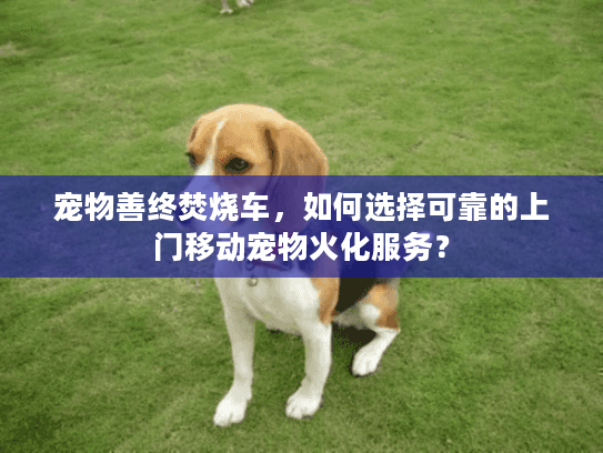 宠物善终焚烧车，如何选择可靠的上门移动宠物火化服务？
