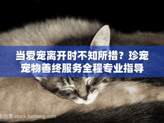 当爱宠离开时不知所措？珍宠宠物善终服务全程专业指导