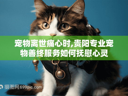 宠物离世痛心时,贵阳专业宠物善终服务如何抚慰心灵