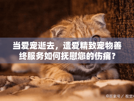 当爱宠逝去，遗爱精致宠物善终服务如何抚慰您的伤痛？