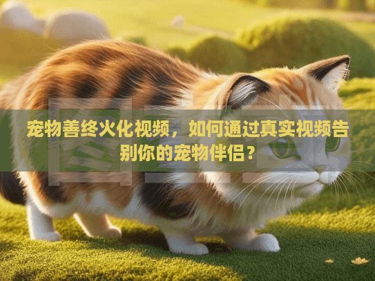 宠物善终火化视频，如何通过真实视频告别你的宠物伴侣？