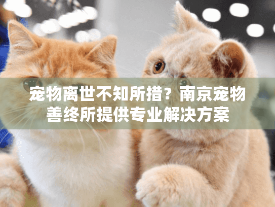宠物离世不知所措？南京宠物善终所提供专业解决方案