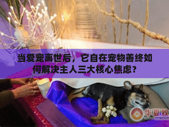 当爱宠离世后，它自在宠物善终如何解决主人三大核心焦虑？