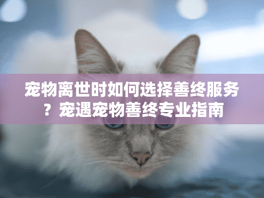 宠物离世时如何选择善终服务?宠遇宠物善终专业指南