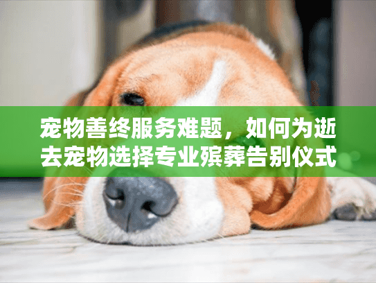 宠物善终服务难题，如何为逝去宠物选择专业殡葬告别仪式？