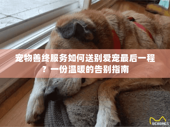宠物善终服务如何送别爱宠最后一程？一份温暖的告别指南
