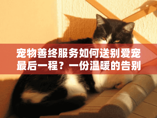 宠物善终服务如何送别爱宠最后一程？一份温暖的告别指南