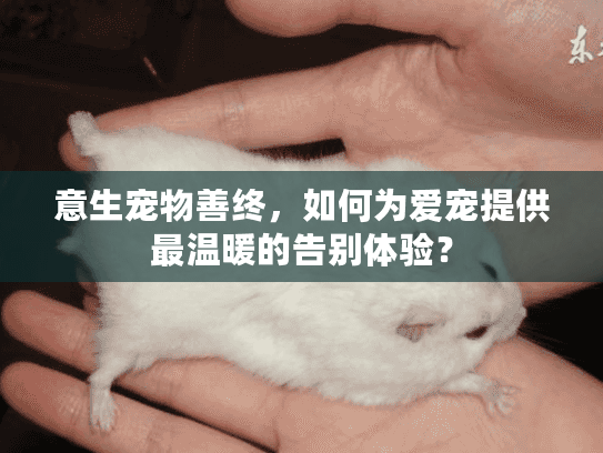 意生宠物善终，如何为爱宠提供最温暖的告别体验？