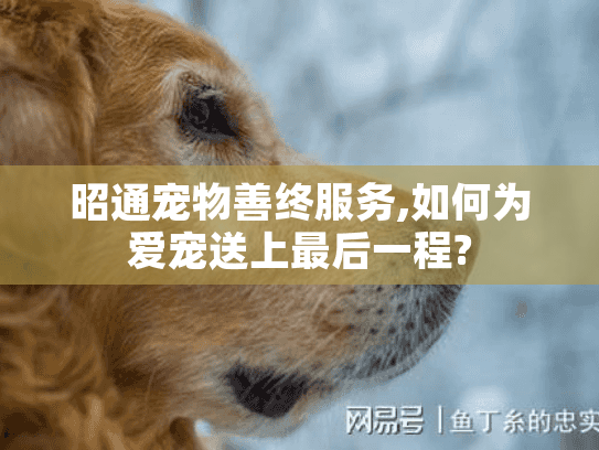 昭通宠物善终服务,如何为爱宠送上最后一程?