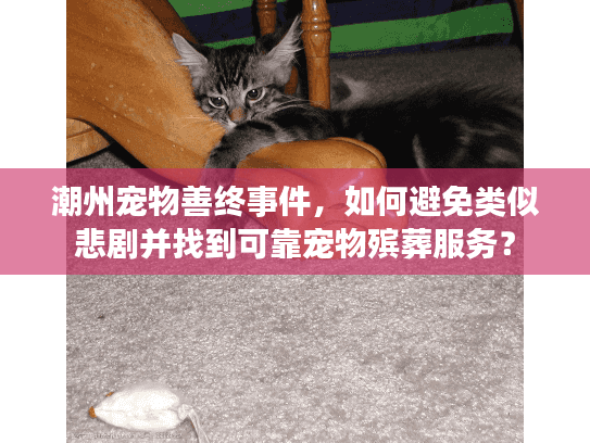 潮州宠物善终事件，如何避免类似悲剧并找到可靠宠物殡葬服务？