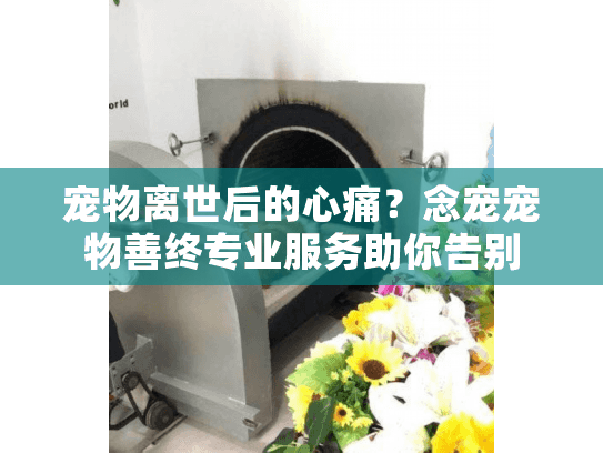 宠物离世后的心痛？念宠宠物善终专业服务助你告别