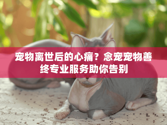 宠物离世后的心痛？念宠宠物善终专业服务助你告别