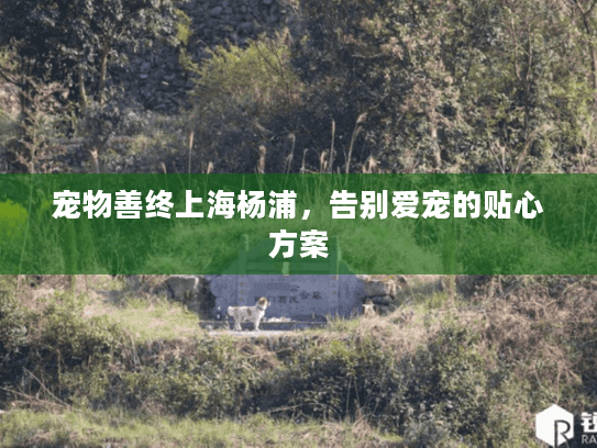 宠物善终上海杨浦，告别爱宠的贴心方案