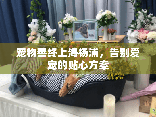 宠物善终上海杨浦，告别爱宠的贴心方案