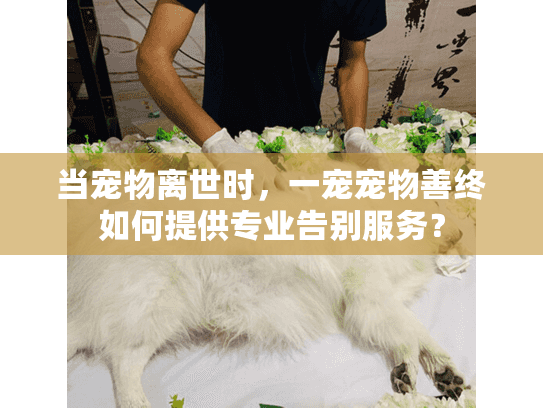 当宠物离世时，一宠宠物善终如何提供专业告别服务？