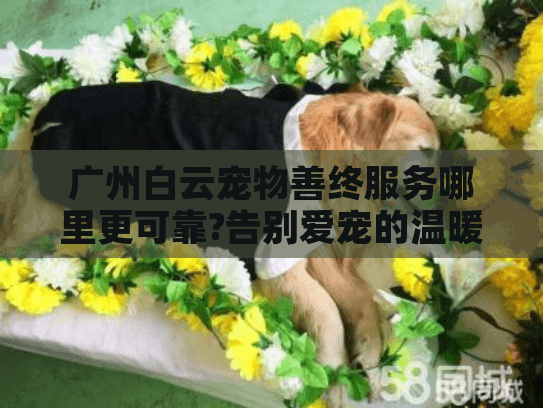 广州白云宠物善终服务哪里更可靠?告别爱宠的温暖选择