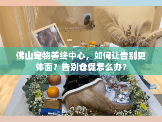 佛山宠物善终中心，如何让告别更体面？告别仓促怎么办？