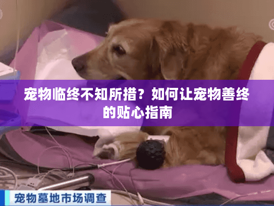 宠物临终不知所措？如何让宠物善终的贴心指南