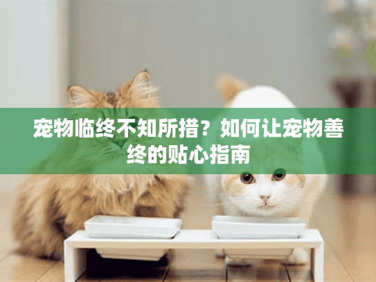 宠物临终不知所措？如何让宠物善终的贴心指南