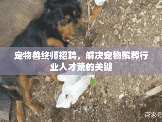 宠物善终师招聘，解决宠物殡葬行业人才荒的关键