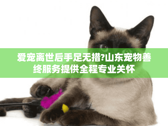 爱宠离世后手足无措?山东宠物善终服务提供全程专业关怀
