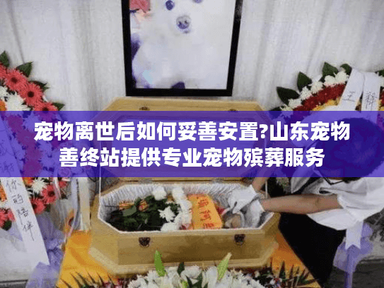 宠物离世后如何妥善安置?山东宠物善终站提供专业宠物殡葬服务