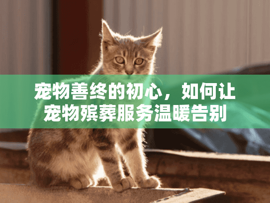 宠物善终的初心，如何让宠物殡葬服务温暖告别