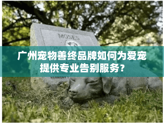 广州宠物善终品牌如何为爱宠提供专业告别服务？