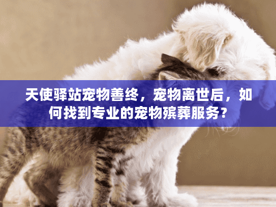 天使驿站宠物善终,宠物离世后,如何找到专业的宠物殡葬服务?