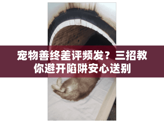 宠物善终差评频发？三招教你避开陷阱安心送别