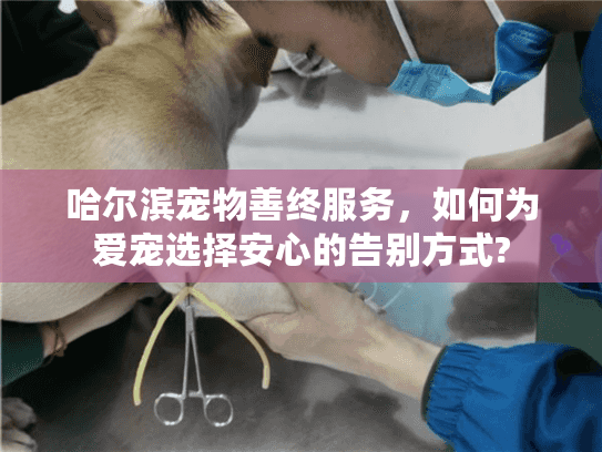 哈尔滨宠物善终服务，如何为爱宠选择安心的告别方式?