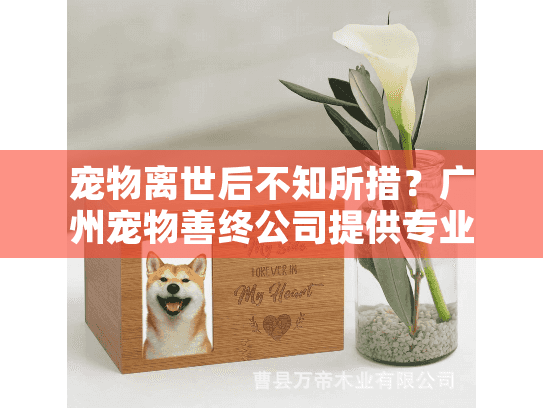 宠物离世后不知所措？广州宠物善终公司提供专业告别方案