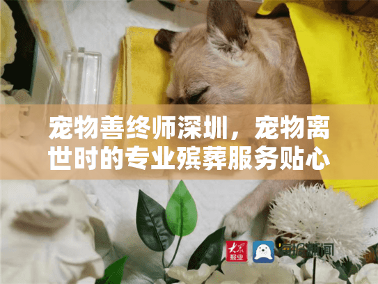 宠物善终师深圳，宠物离世时的专业殡葬服务贴心指南