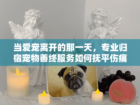 当爱宠离开的那一天，专业归宿宠物善终服务如何抚平伤痛？