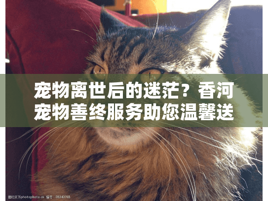 宠物离世后的迷茫？香河宠物善终服务助您温馨送别
