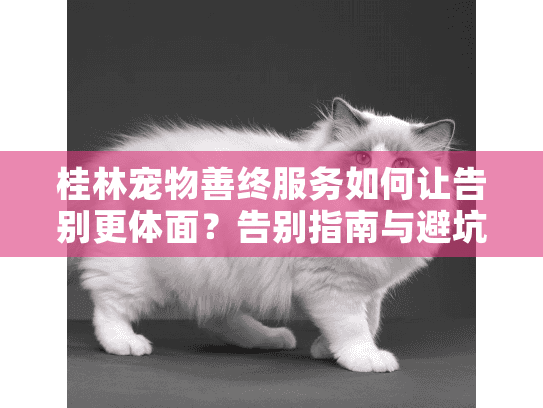 桂林宠物善终服务如何让告别更体面？告别指南与避坑建议