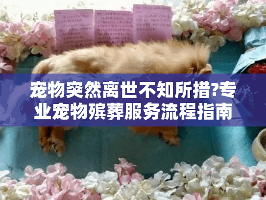 宠物突然离世不知所措?专业宠物殡葬服务流程指南