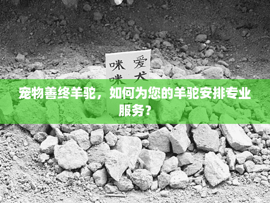 宠物善终羊驼，如何为您的羊驼安排专业服务？