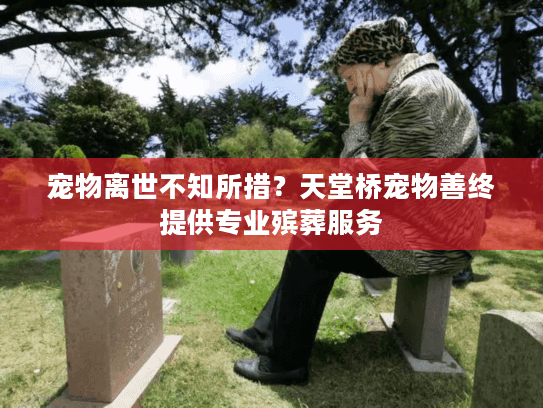 宠物离世不知所措？天堂桥宠物善终提供专业殡葬服务