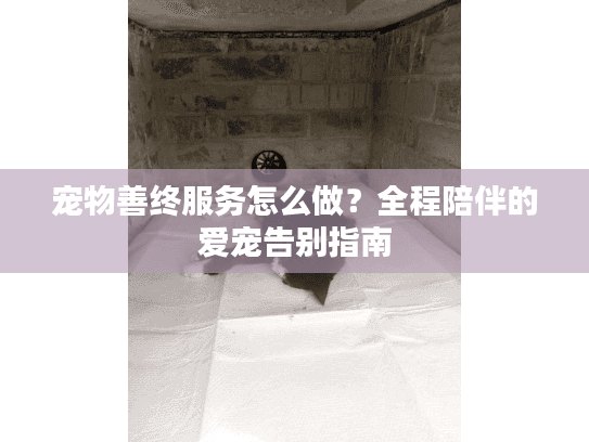宠物善终服务怎么做？全程陪伴的爱宠告别指南
