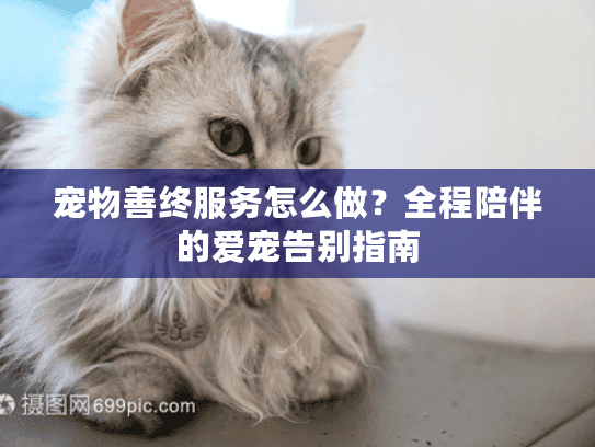 宠物善终服务怎么做？全程陪伴的爱宠告别指南