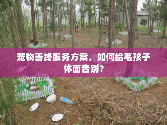 宠物善终服务方案，如何给毛孩子体面告别？